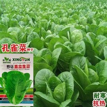 厂家批发孔雀菜种籽云仓供货罗马直立生菜种孑春季四季沙拉菜生菜