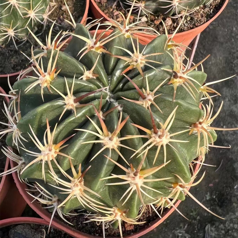 大仙人球コレクション、鉢植えの開花仙人掌、多肉植物、星兜瑞昌玉、玉龍鳳玉、玉翁|undefined