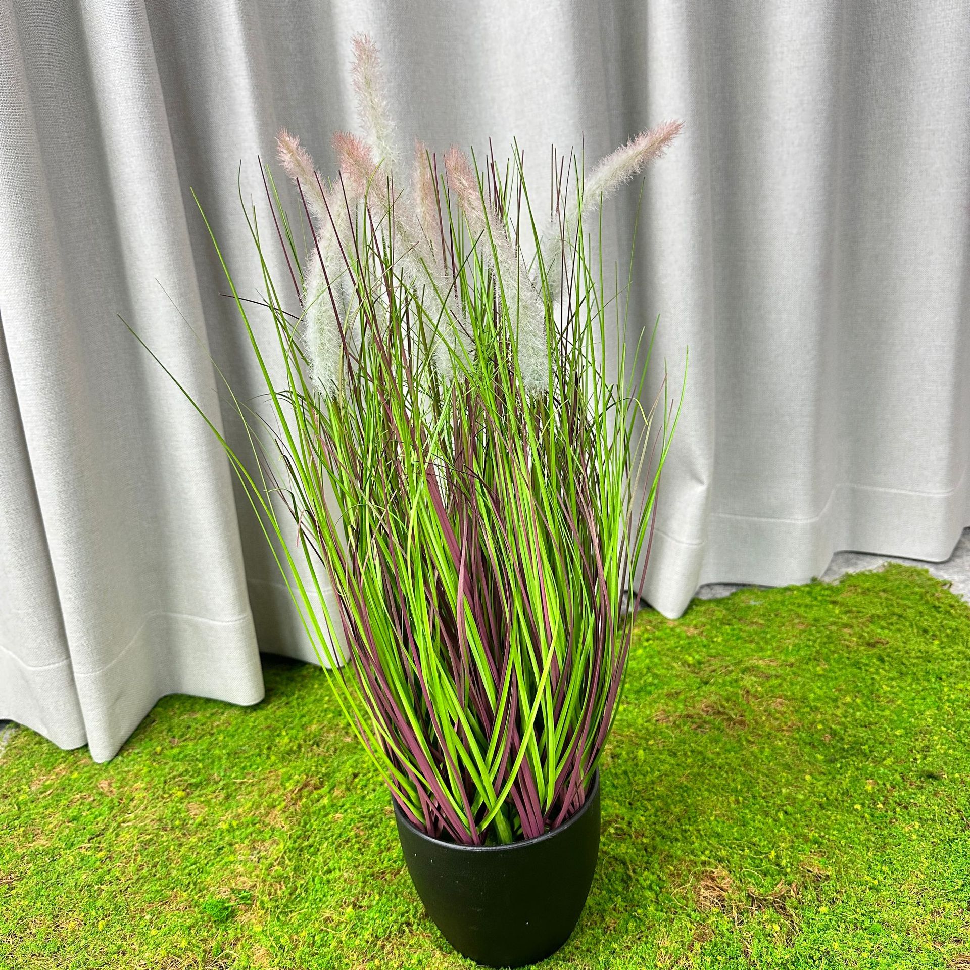 Hierba de cola de perro púrpura (altura 50cm)