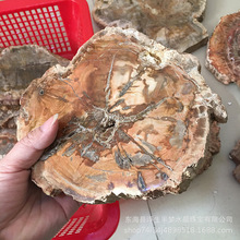 天然木化石片擺件樹化玉原石切片古生物化石家居辦公茶杯墊