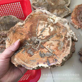 天然木化石片摆件树化玉原石切片古生物化石家居办公茶杯垫