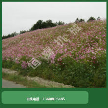 ɶٹ·G  ߅·o ϵ҂-aCе