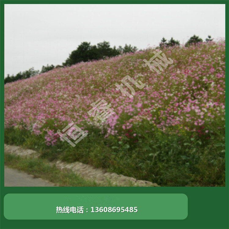 山坡绿化防护 团粒喷播施工 边坡绿化承包工程