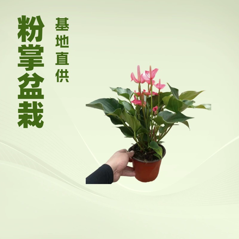 Эта база специализируется на поставке зеленых растений для офиса и дома, таких как антуриумы, розовые антуриумы, а также на поставку веселых и праздничных растений, а также является источником оптовых поставок растений для ландшафтного дизайна и в горшках.