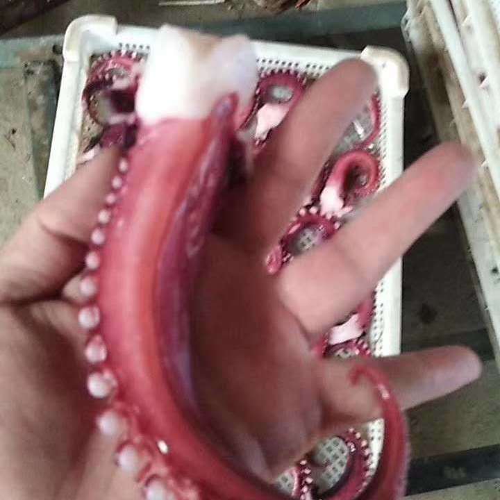 脆口章鱼脚新鲜冷冻大章鱼须足八爪鱼烧烤火锅商用半成品海鲜500g