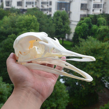 品相完整鸵鸟头骨标本骨骼漂白处理动物头骨模型跨境专供