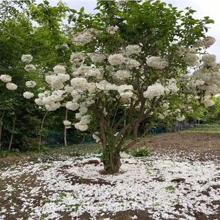 Hydrangea Saplings Chinese Hydrangea Large Flower Hydrangea Saplings Large Courtyard Tree Greening Hydrangea Saplings