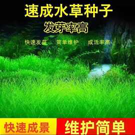 水草种子 迷你对叶 前景草 大叶珍珠种子 鱼缸水族箱造景装饰批发