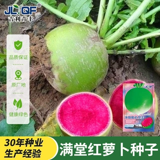 甜脆满堂红萝卜种子秋播心里美绿皮红心水果萝卜种籽农家蔬菜种孑