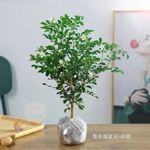 6년생 단극 구리향 [롤리팝 모양]