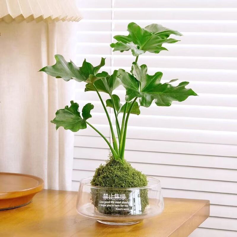 Philodendron moss ball hydroponic plant, money tree, June snow, indoor living room office shade-tolerant green plant, desktop potted plant