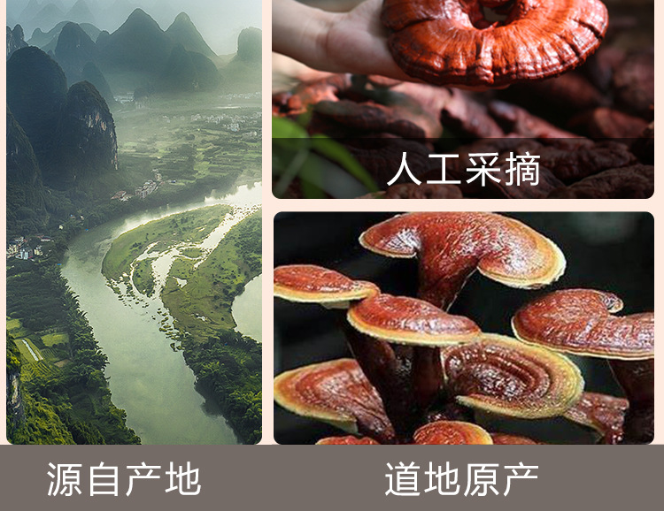 Reishi Mushroom Slices (Ganoderma lucidum) — Dried Red Reishi Ling Zhi 40g Jar in use