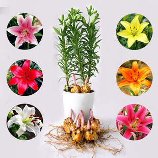 Imported Perfume Lily Bulbs Potted Dahlia Florals and Green Plants Indoor Easy to Feed Four-Season Flowering Tulips