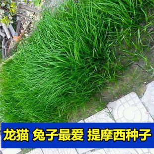 ��Ħ���ݷN�����Ӳ�������m�i��؈��Ī���ݲ����ļ�������؈β��