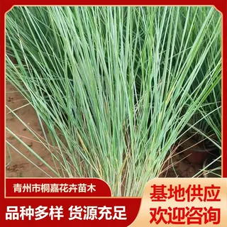 蜜糖毛冠草蜜糖毛冠草苗木批发公园坡地草坪植物蜜糖草景观植物