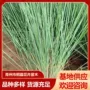 公园植物景观蜜糖苗木