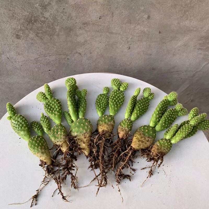 Yellow-Haired Palm Cute Rabbit Ears Cactus Succulent Plant Potted Florals Office Green Plants