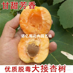 �������Ә����ϱ������ԷNֲ����Ӽ޽����ӹ����������箔��Y��