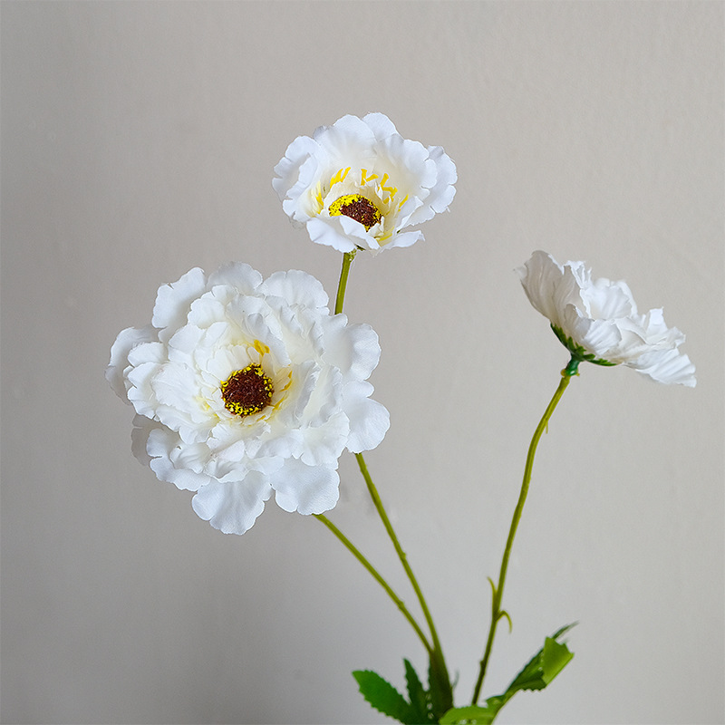 Crisantemo de la rueda blanca