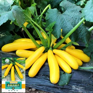 �㽶�����J�N���SƤ�˹ϷN�Ѵ����r��СԺ�ļ��߲˷N�����l