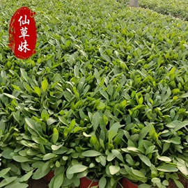 宿根花卉;一二年生花卉;灌木