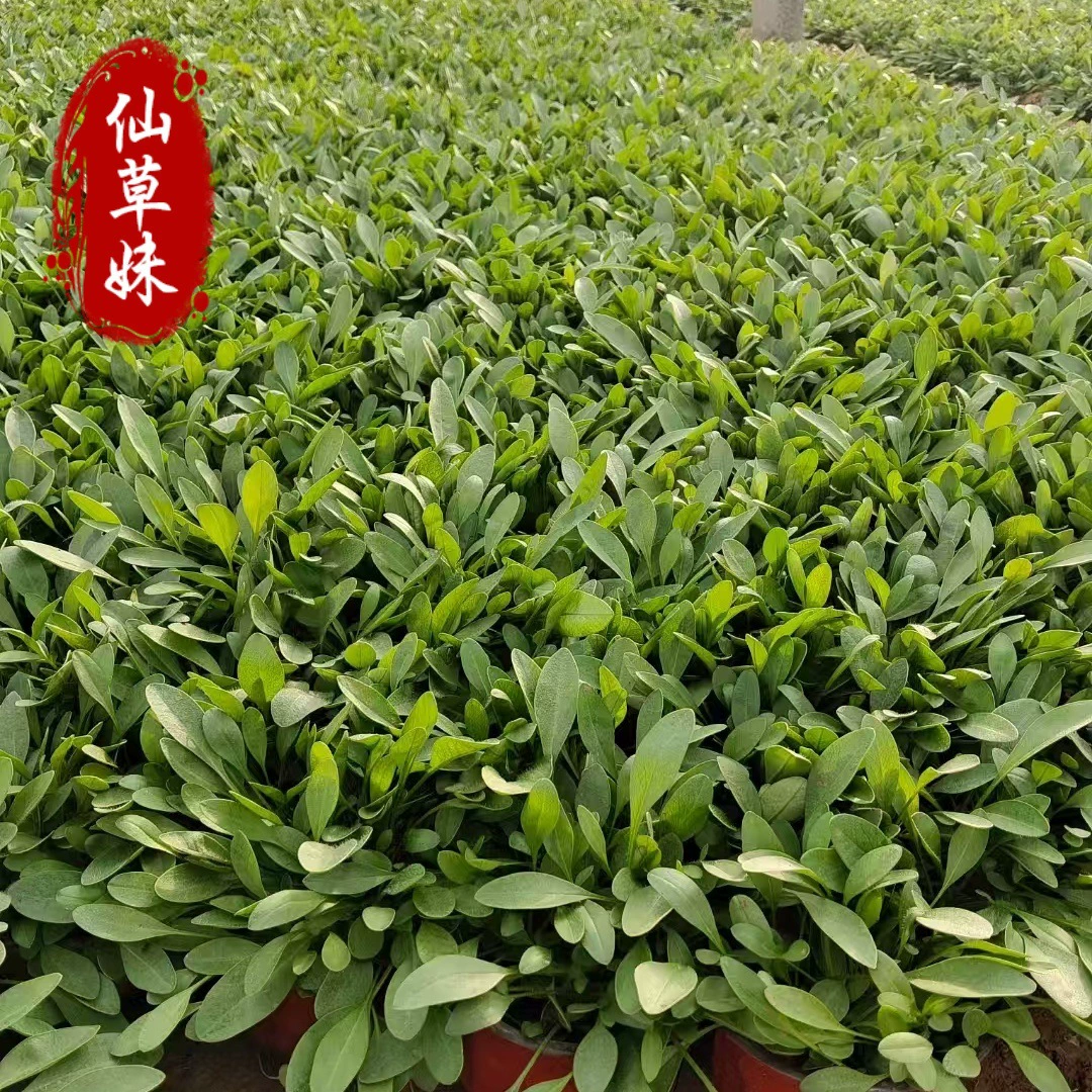 Золотарник, рассада золотарника круглый год, рассада золотарника, многолетние цветы, многолетние цветы для двора, морозостойкие уличные