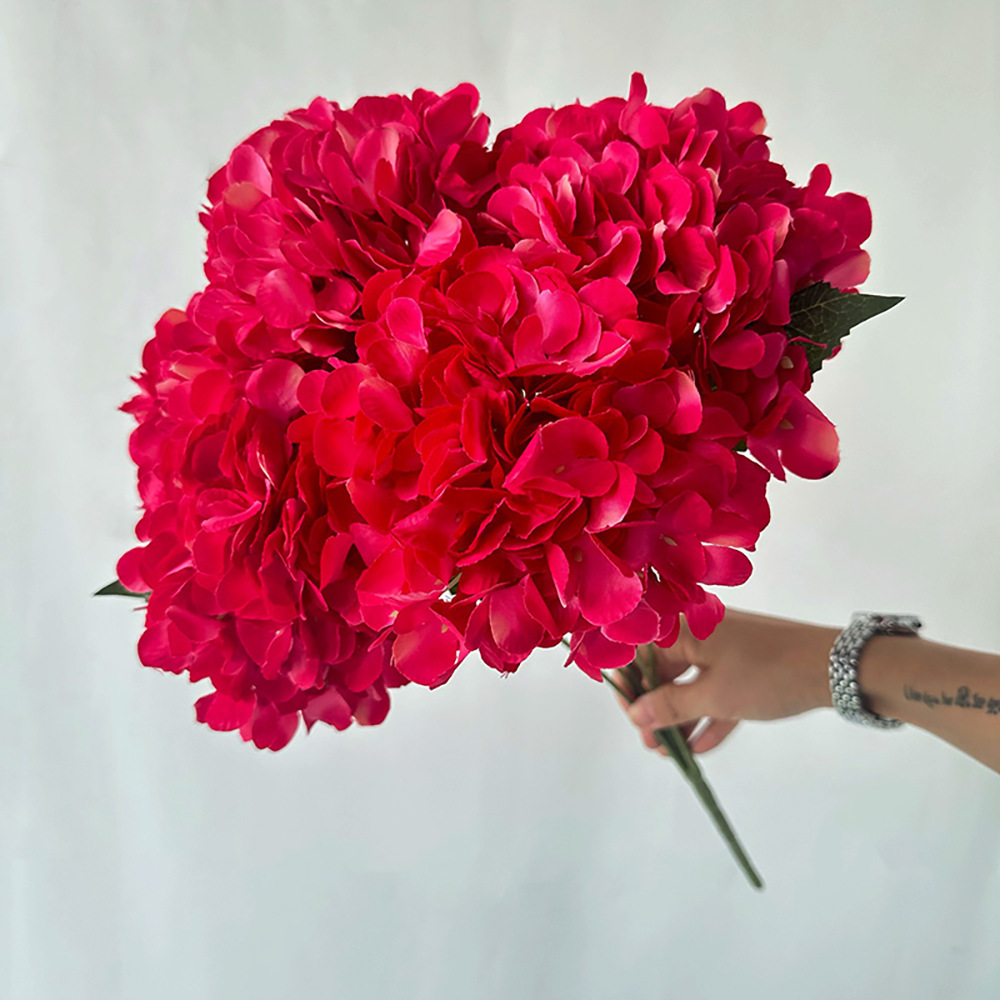 벵골 5수국, 장미 레드