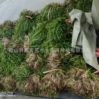 矮生苦草种苗批发 密刺苦草苗 沉水植物苦草种植