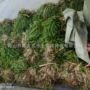矮生种植沉水植物苦草苦草