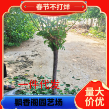 һlӘ玧޽ӼtڲϱNֲͥԺ