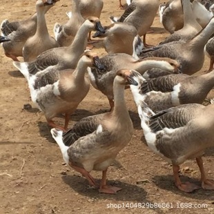 ��������Z�Z��{�^�Z�����Z������|�Z����Z���w�������µ��Z