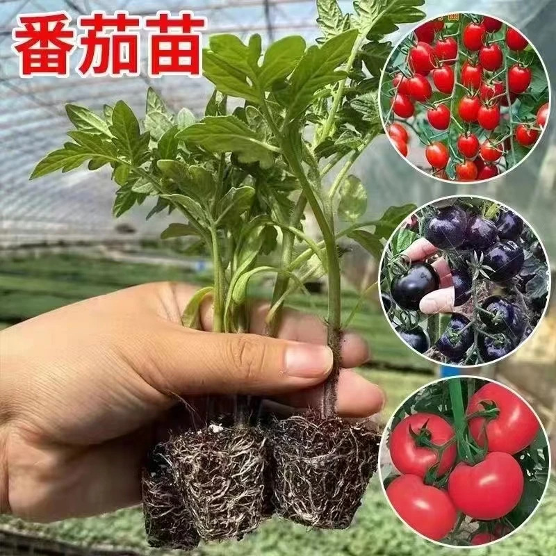 番茄秧苗带土西红柿苗圣女果苗南北方四季种植盆栽地栽蔬菜秧苗