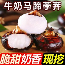 广西新鲜马蹄5斤荸荠应当季水果蔬菜现挖马蹄莲脆地栗梨饽荠小果