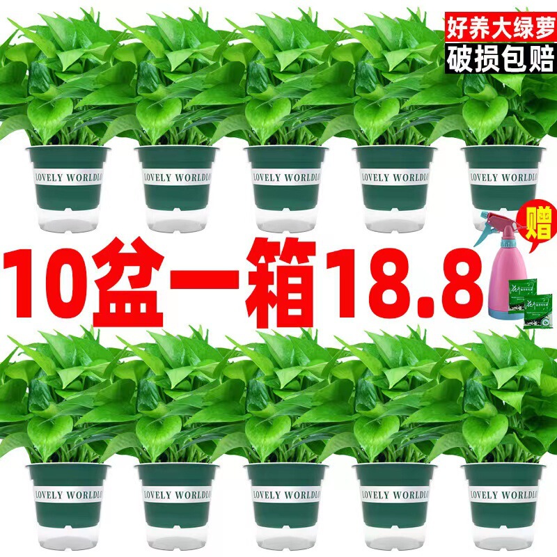 Green Radish Hydroponic Indoor Formaldehyde-Absorbing Green Plant Hydroponic Plant Long Vine Spider Orchid Evolution Air Green Radish Potted Plant Wholesale