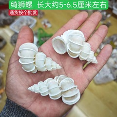 奇獣螺 魚タンク水族館造園装飾 部屋のクリエイティブな装飾品 高級場所の観賞標本コレクション