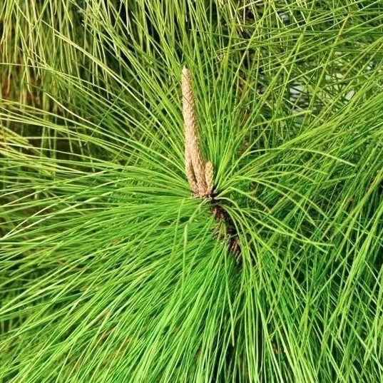 Оптовые семена сосны лесной (Pinus sylvestris)