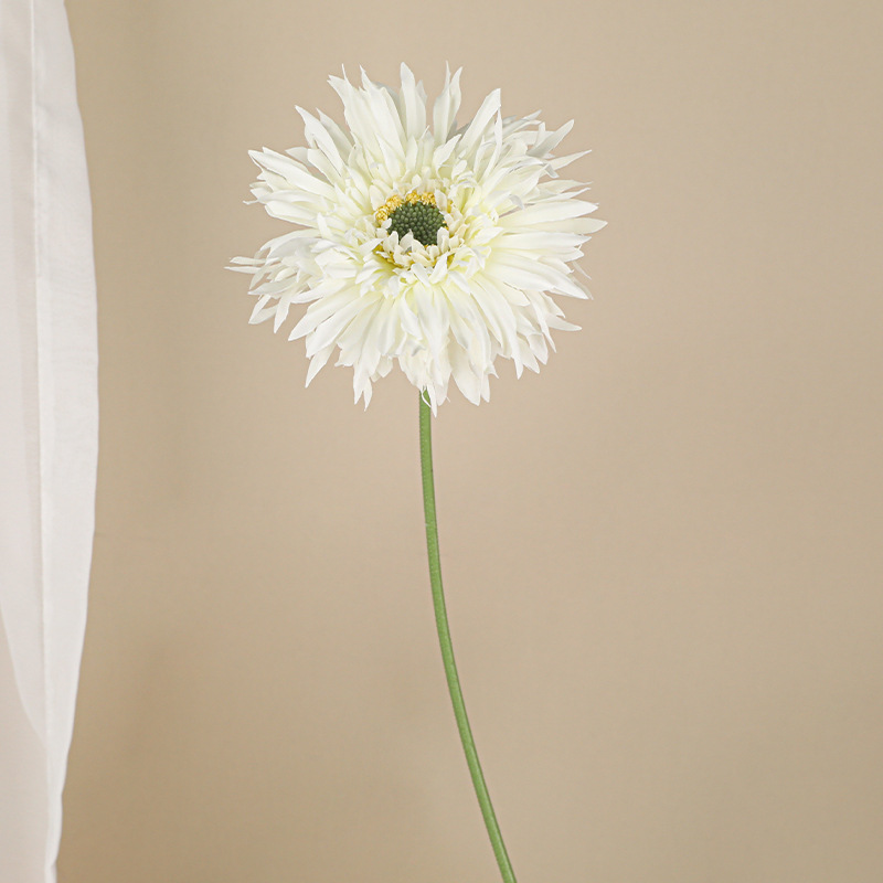 솔질된 거베라 [흰색]]