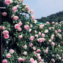 蔷薇花苗藤本月季大花庭院爬藤植物花卉盆栽阳台玫瑰四季客厅开花