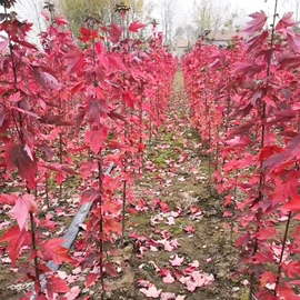 盆栽;种子;园林果树