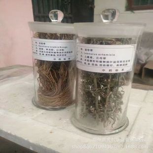 Traditional Chinese Medicine Teaching Raw Medicine Decoction Pieces Specimens * Identification Specimens * Valuable Specimens Specimens Museum Supporting