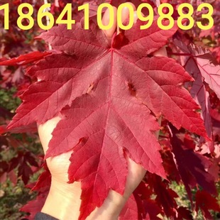 American Red Maple Seedlings American Red Maple Autumn Flame Red Maple Saplings Complete Specifications