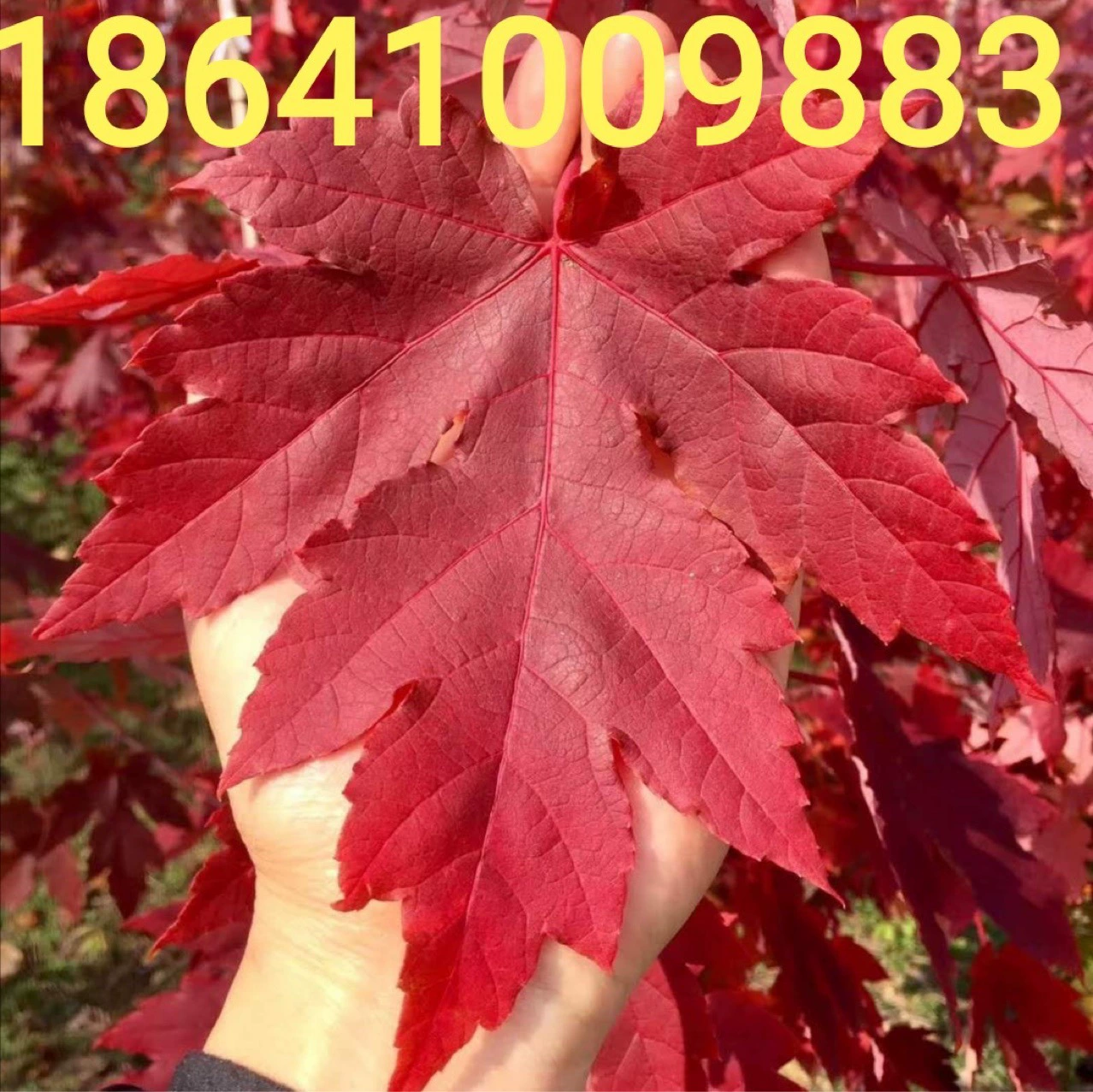 Саженцы американского красного клена, осеннее пламя американского красного клена, саженцы красного клена, полные характеристики