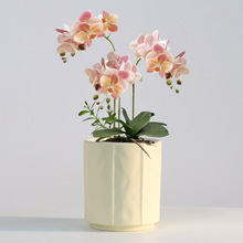 北欧简约花盆陶瓷家用带托盘蝴蝶兰梦香兰专用虎皮兰多肉绿植花盆