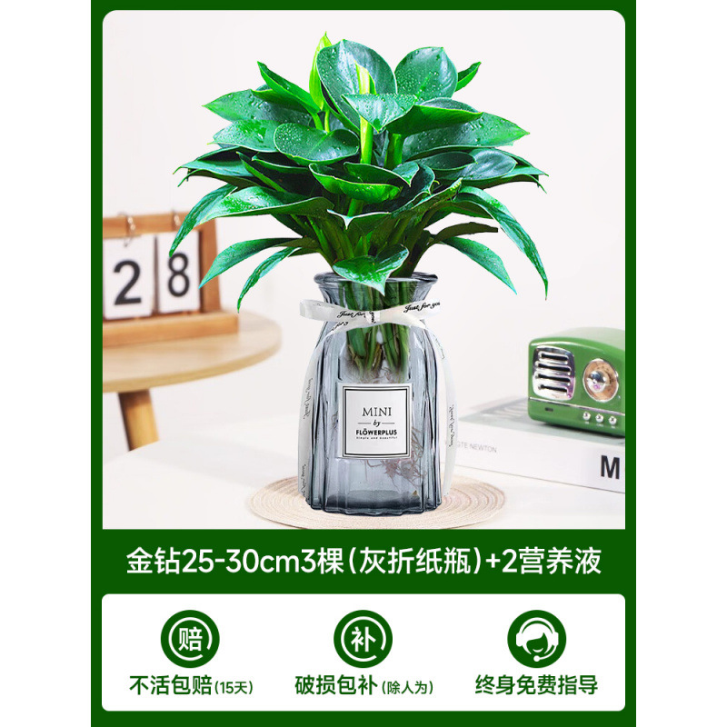 수경 금다이아몬드 25-30cm 3그루(회색 종이접기병) + 영양액 2개