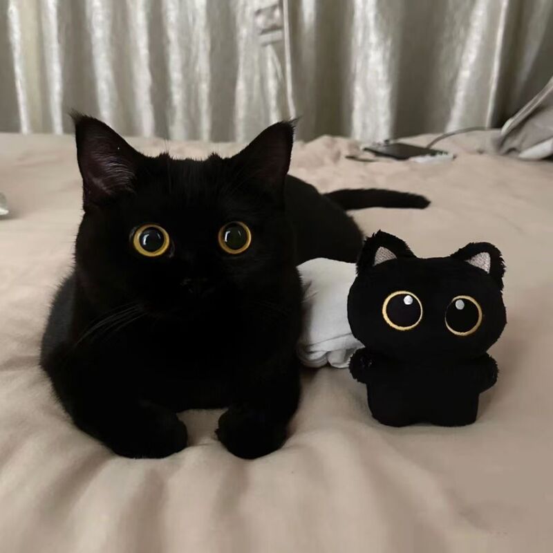 Popular Black Cat Plush Doll Pendant Cat Toy Decoration Couple Small Gift Squeaky Doll Wholesale Popular Black Cat Plush Doll Pendant Cat Toy Decoration Couple Small Gift Squeaky Doll Wholesale