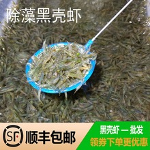 观赏虾批发黑壳虾缸除藻虾淡水缸清洁虾水族箱造景鱼缸工具虾