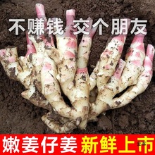 新鲜嫩姜生姜鲜姜仔姜子姜新鲜现挖姜芽糖醋姜泡姜蔬菜非小黄姜