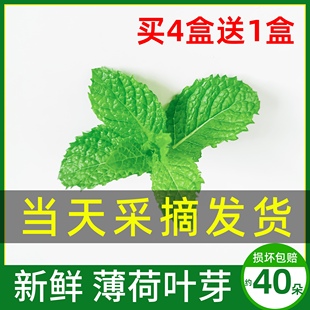 Mint Leaf Head Mint Tip Fresh Edible Cake Dessert Ice Powder Drink Bartending Decoration Commercial Small Mint