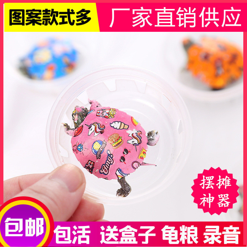 Wholesale colorful little turtle pet turtle living creature color little turtle colorful viewing Brazilian turtle stall small color turtle