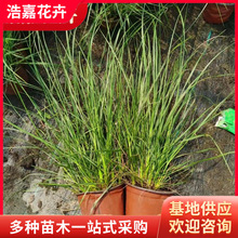 ��β������ �G���o��С���ӈ@���^�p����ݻ���β�ݾG�����̹���